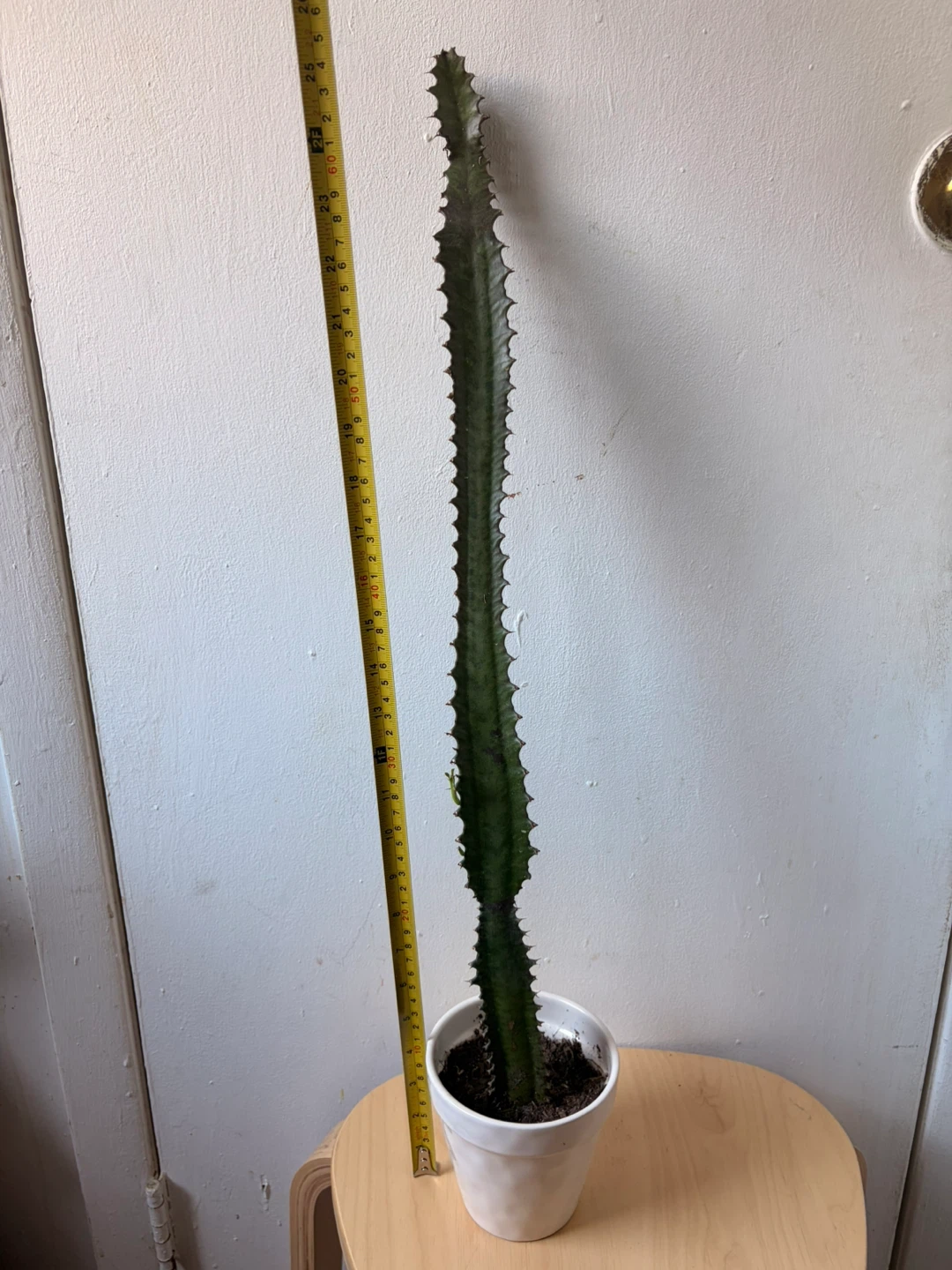 Euphorbia cactus with ceramic pot - photo 5