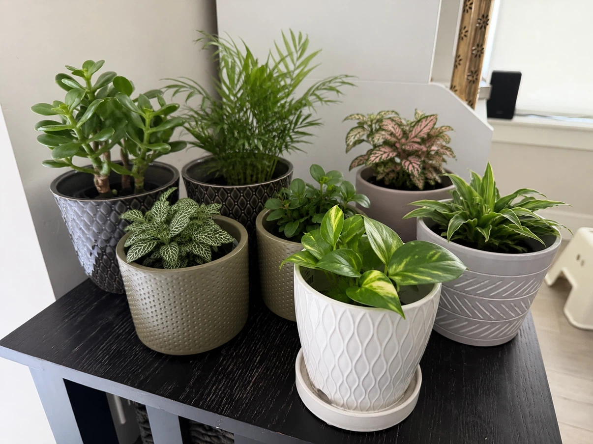 Set of 7Ceramic Plant Pots (worth 150$)