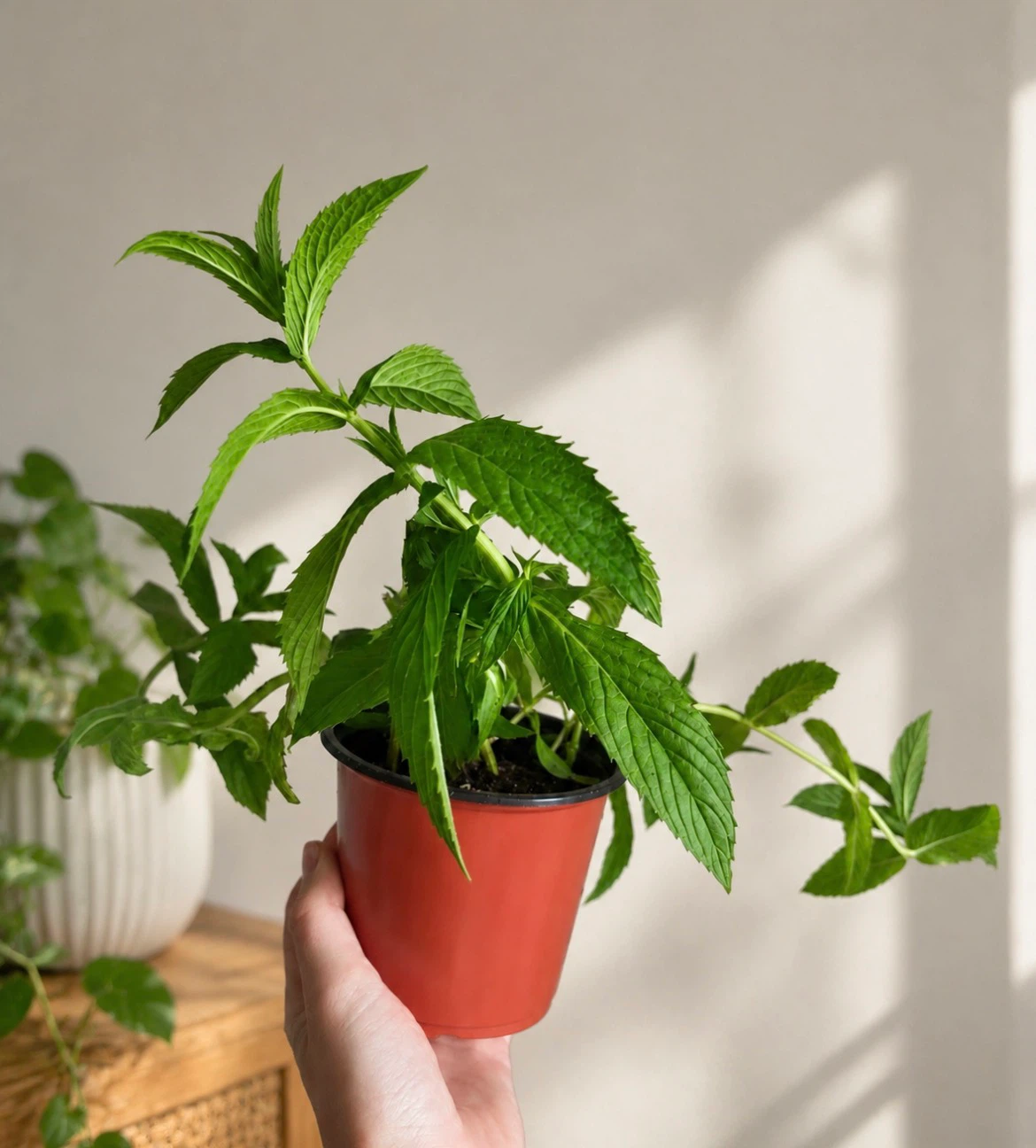 Mint Plant in planter pot
