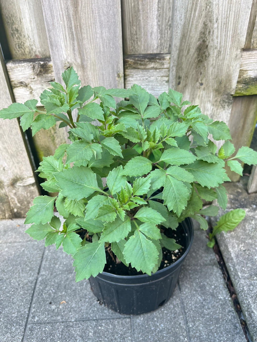 Red Dahlia Plant in around 9”pot