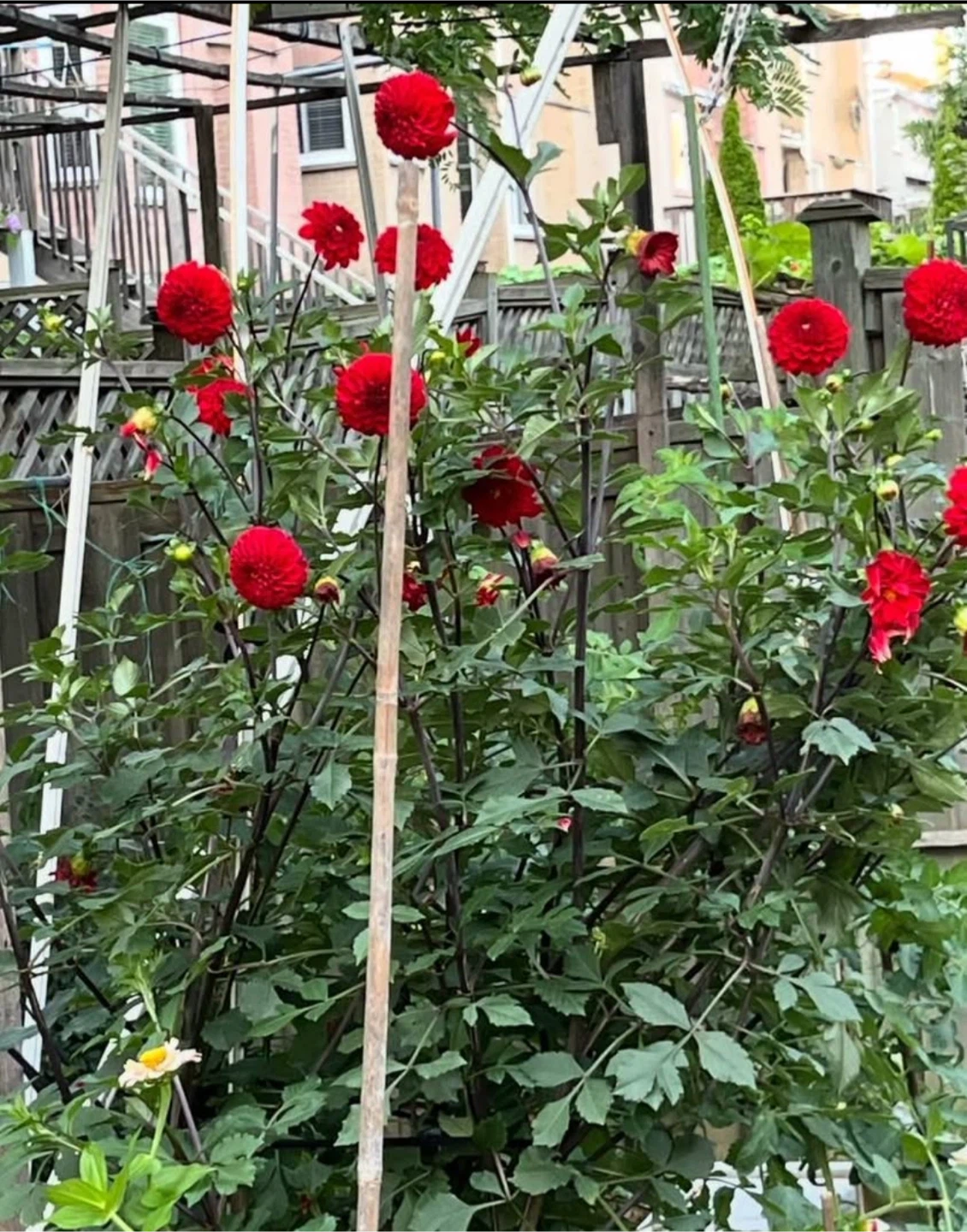 Red Dahlia Plant in around 9”pot - photo 2