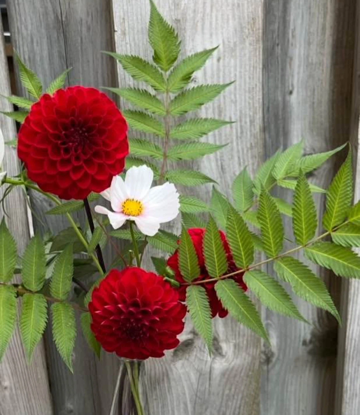 Red Dahlia Plant in around 9”pot - photo 3