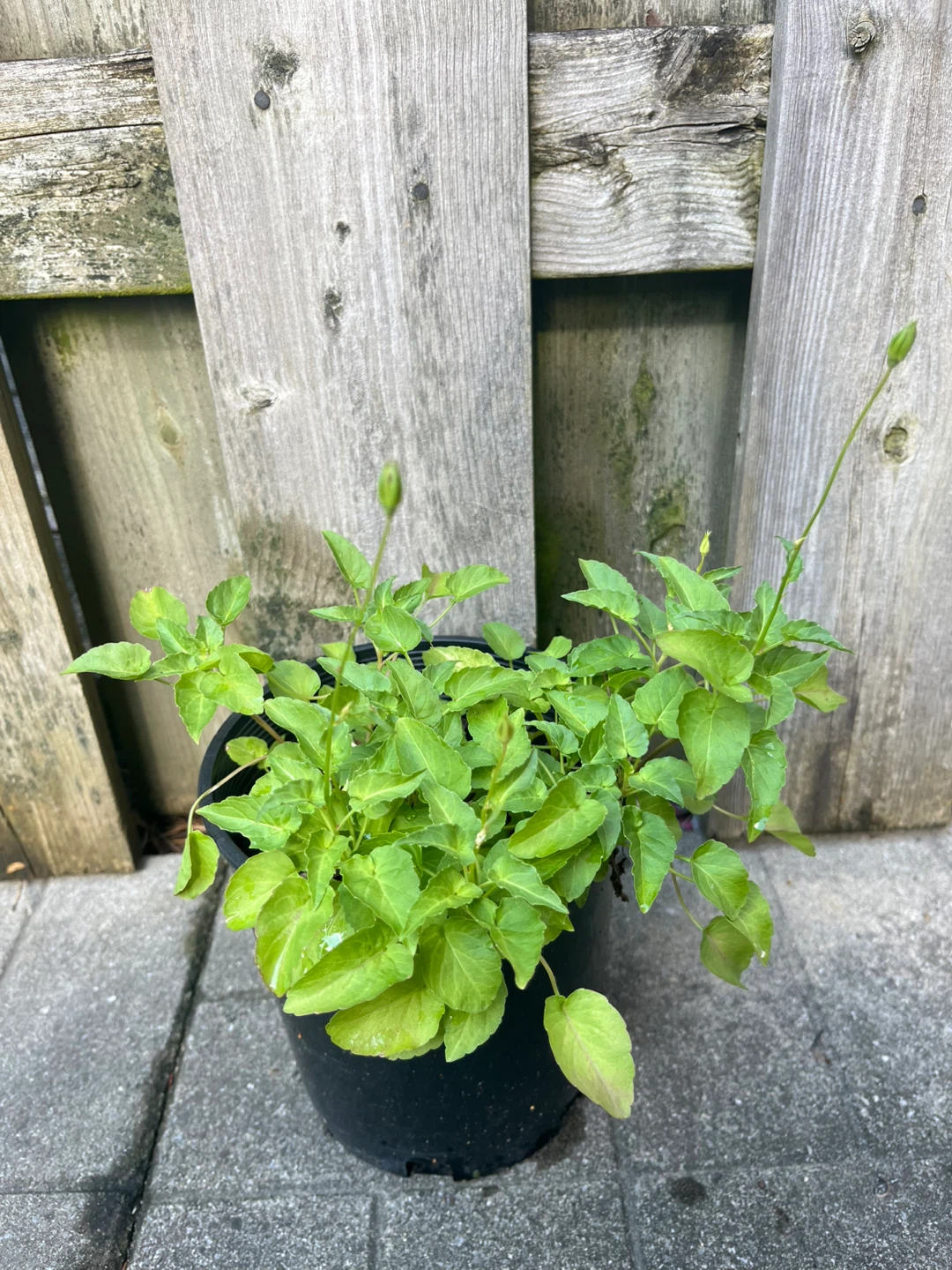(Perennial)Campanula/ Bellflower plant in 6.5” pot