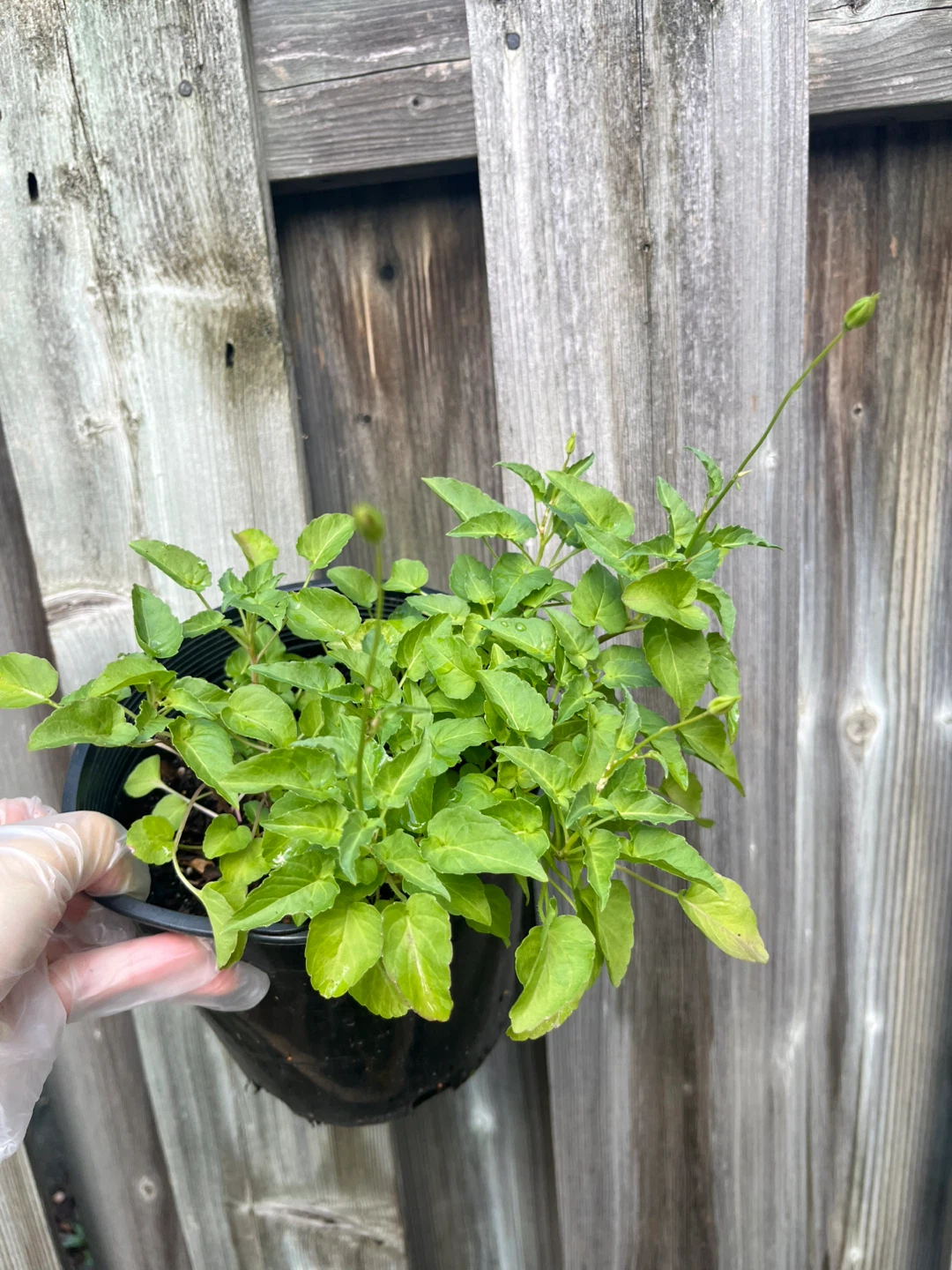 (Perennial)Campanula/ Bellflower plant in 6.5” pot - photo 2