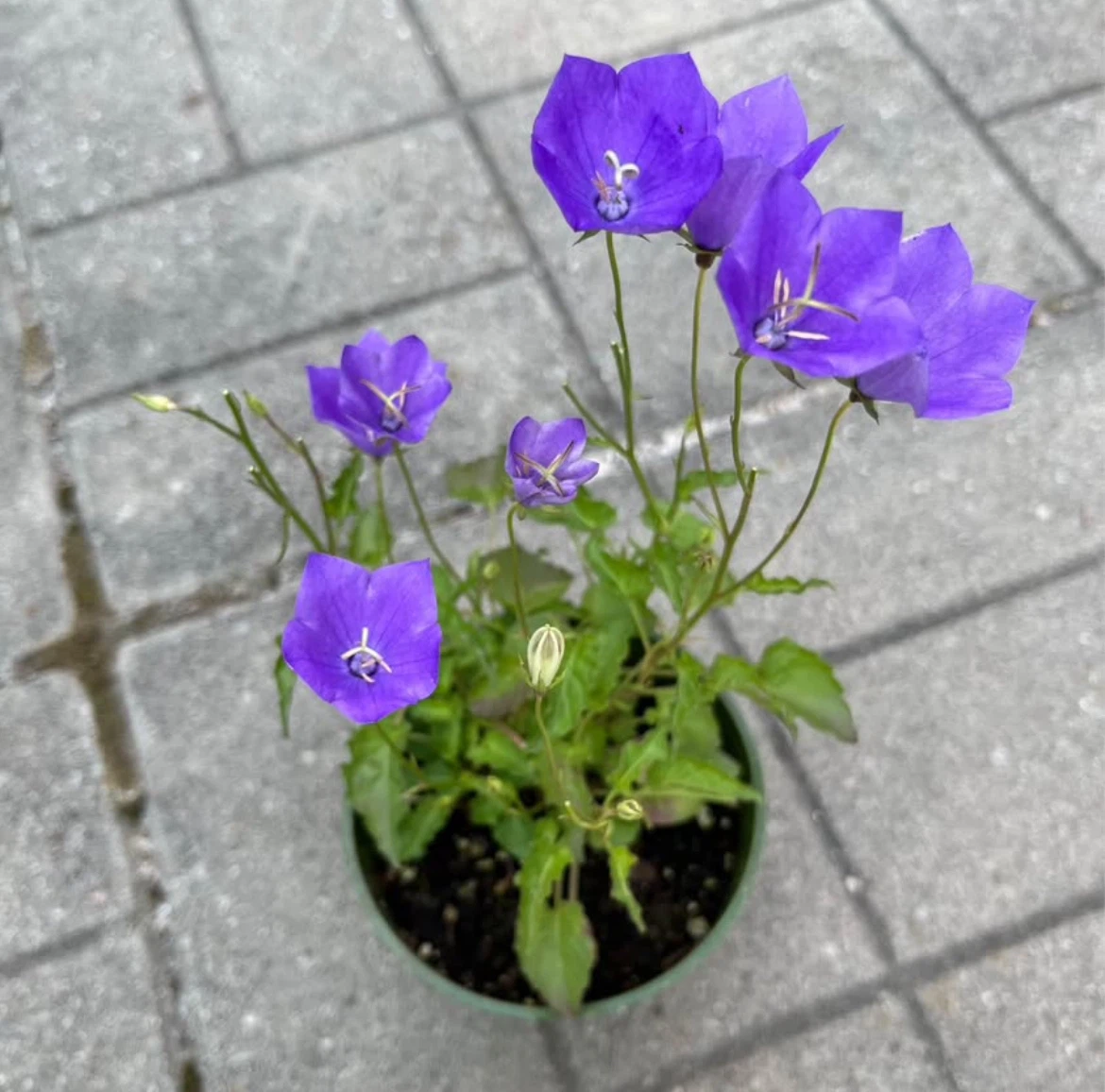 (Perennial)Campanula/ Bellflower plant in 6.5” pot - photo 3