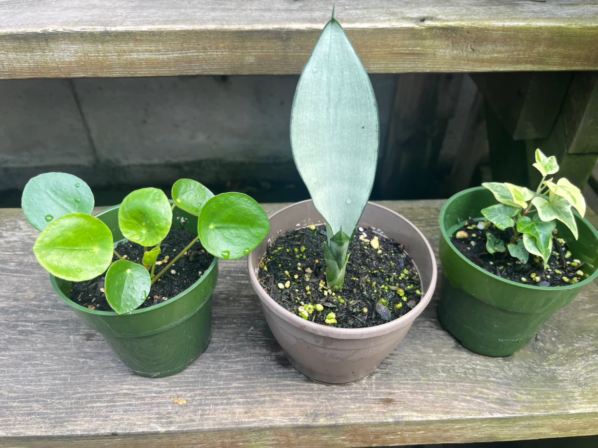 Plant bundle-Caladium & Sansevieria Moonshine& Variegated ivy