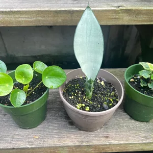 Plant bundle-Caladium & Sansevieria Moonshine& Variegated ivy