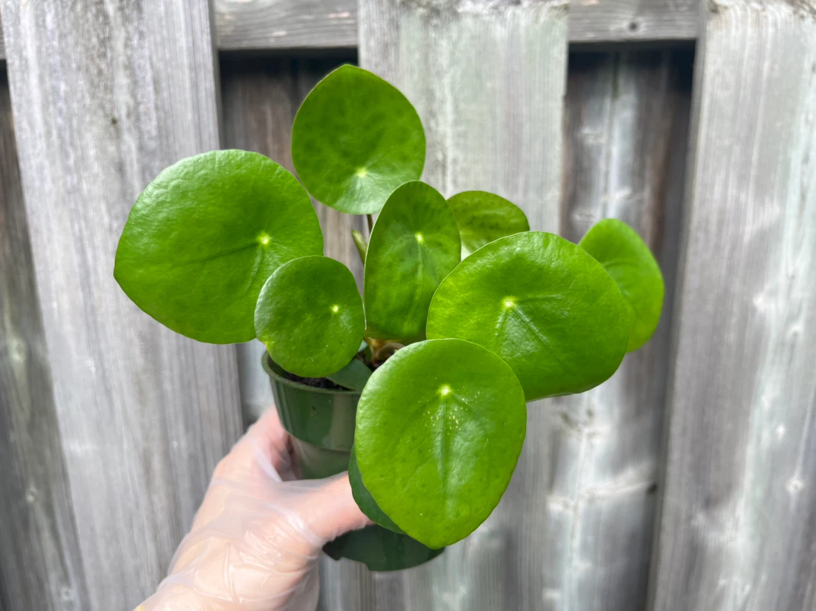 Pilea/Chinese money plant in 4” pot