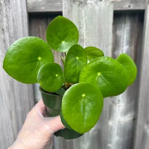 Pilea/Chinese money plant in 4” pot