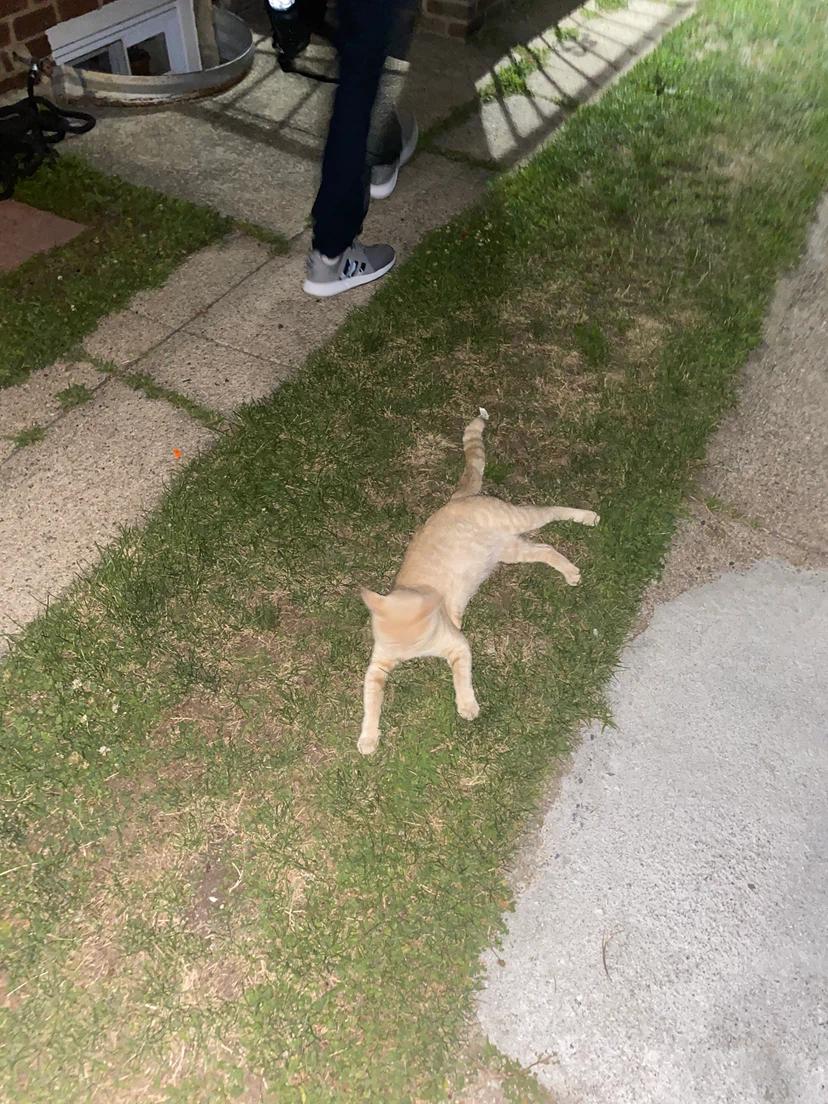 Dog walking or any task u need
