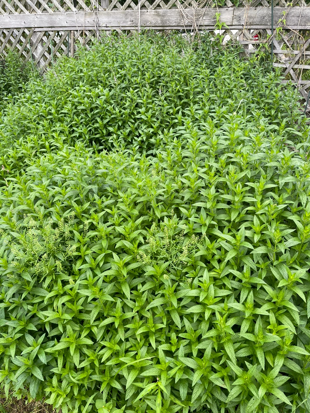 Fresh Mint Patch