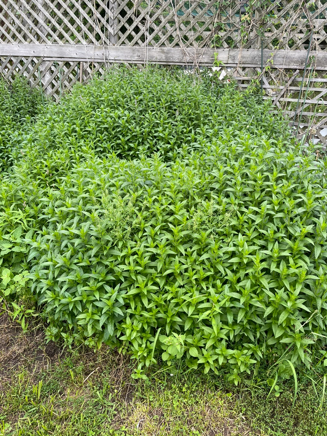 Fresh Mint Patch - photo 2