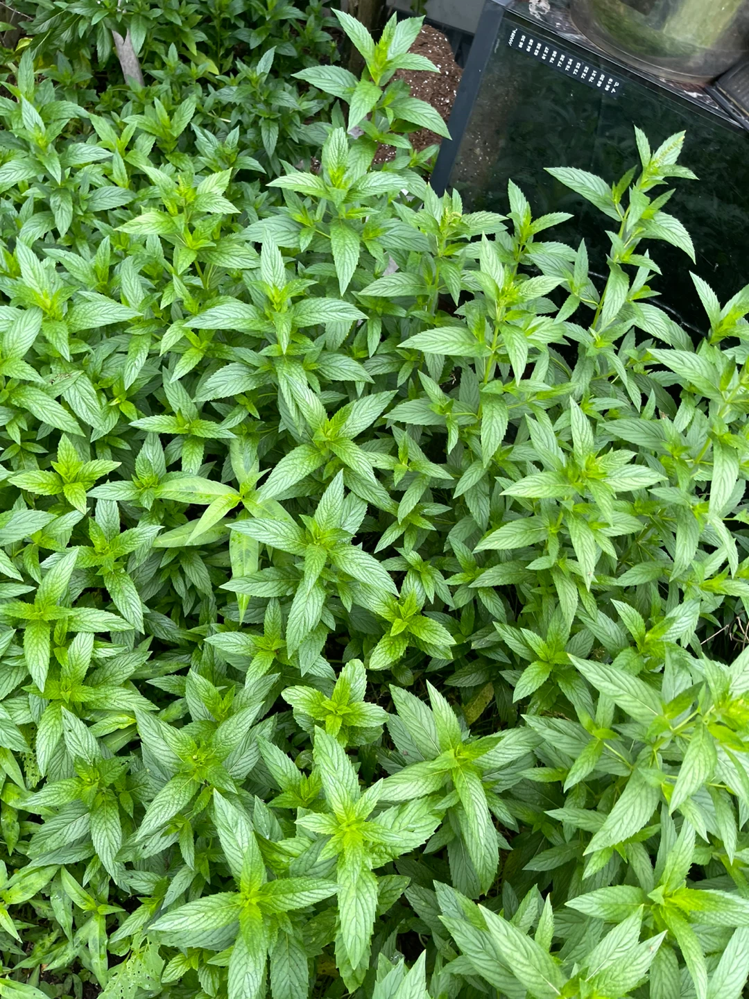 Fresh Mint Patch - photo 3
