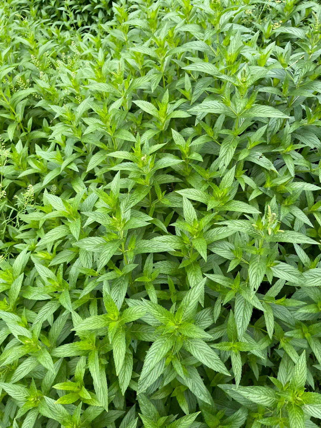 Fresh Mint Patch - photo 4