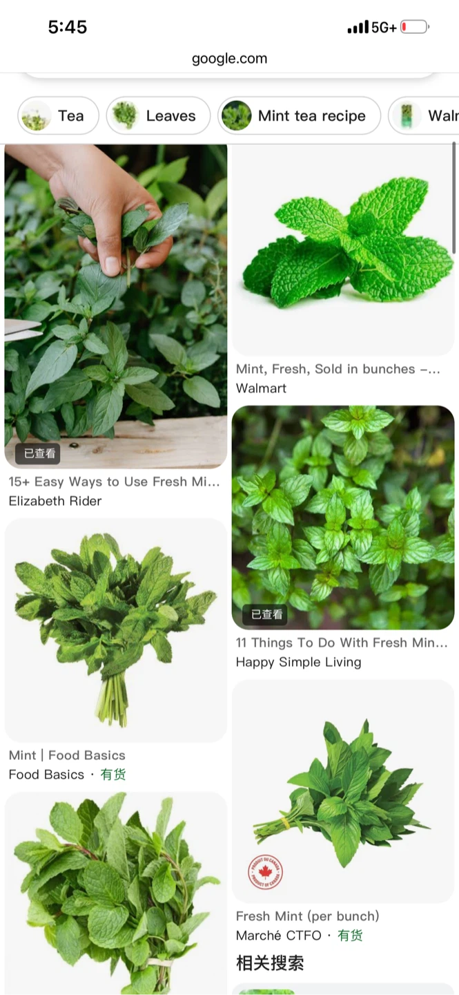 Fresh Mint Patch - photo 5