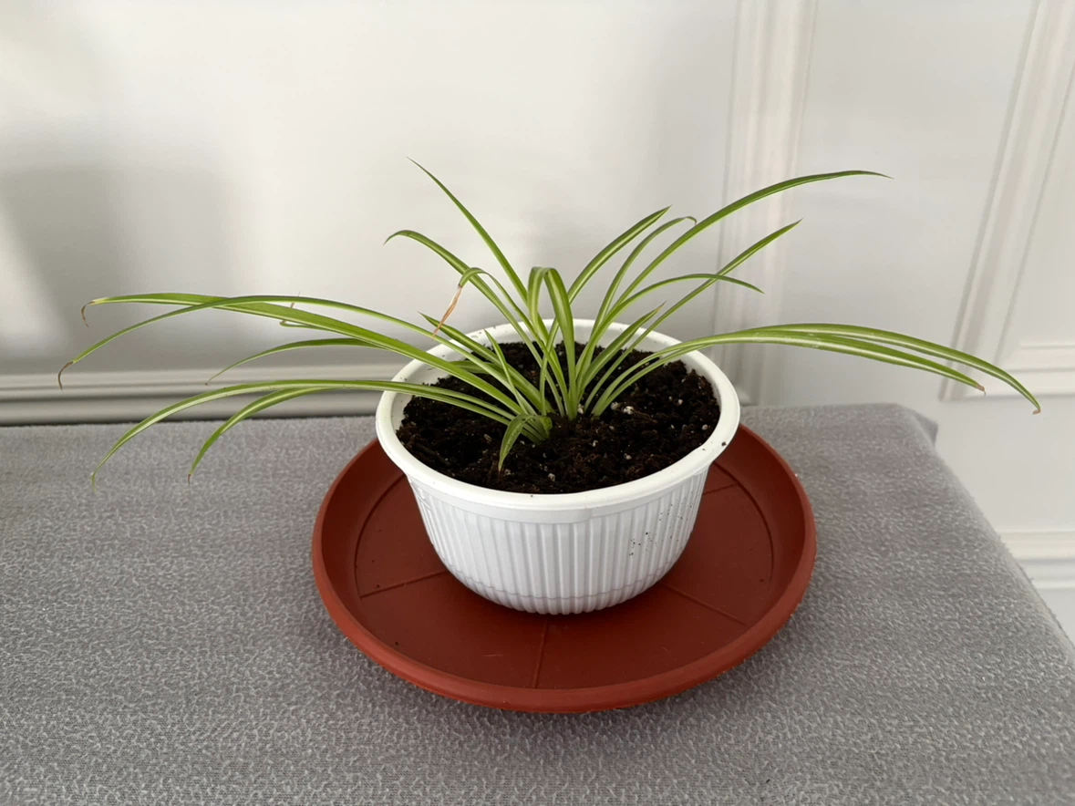 Spider Plant in White Pot