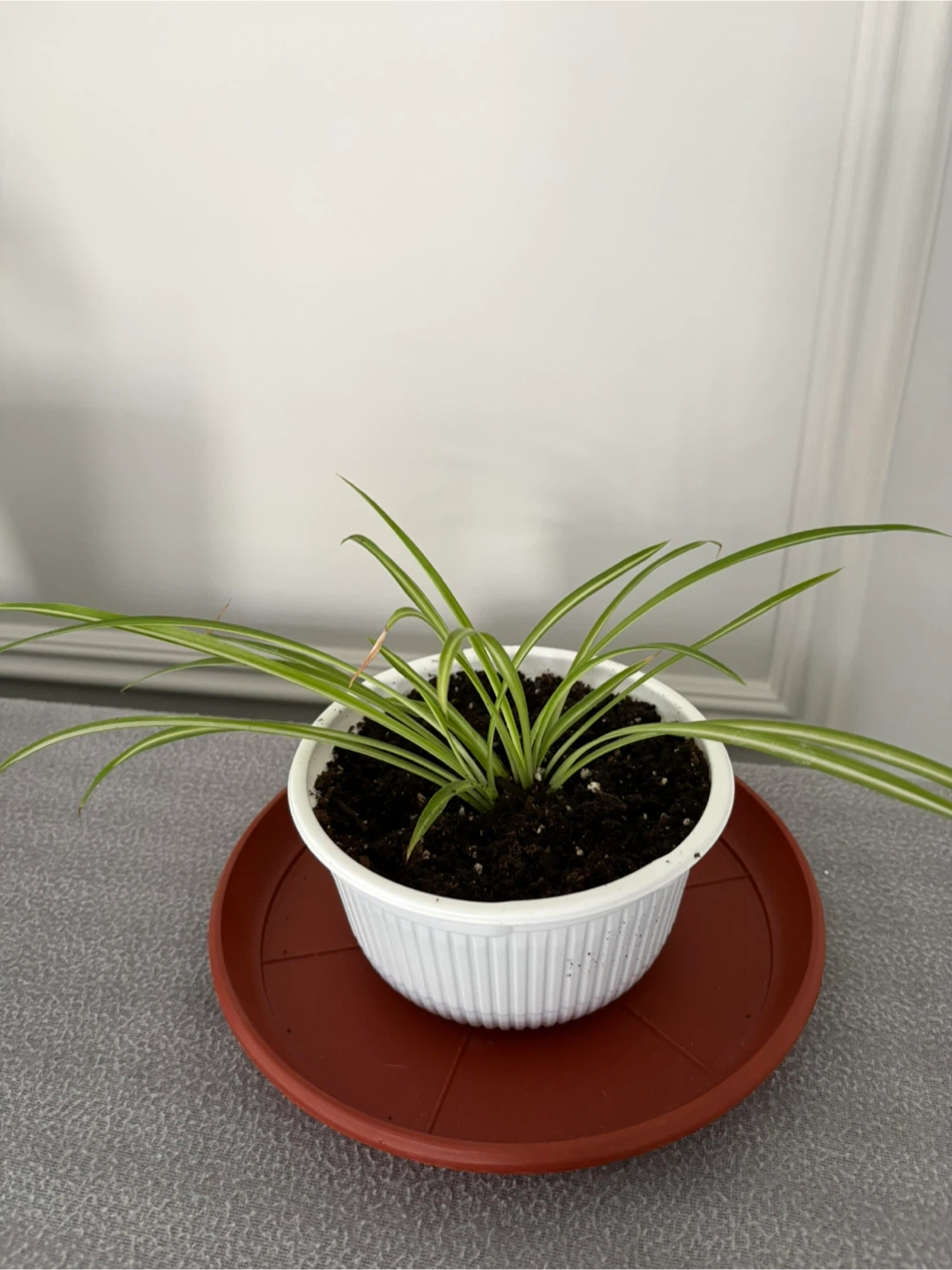 Spider Plant in White Pot - photo 2