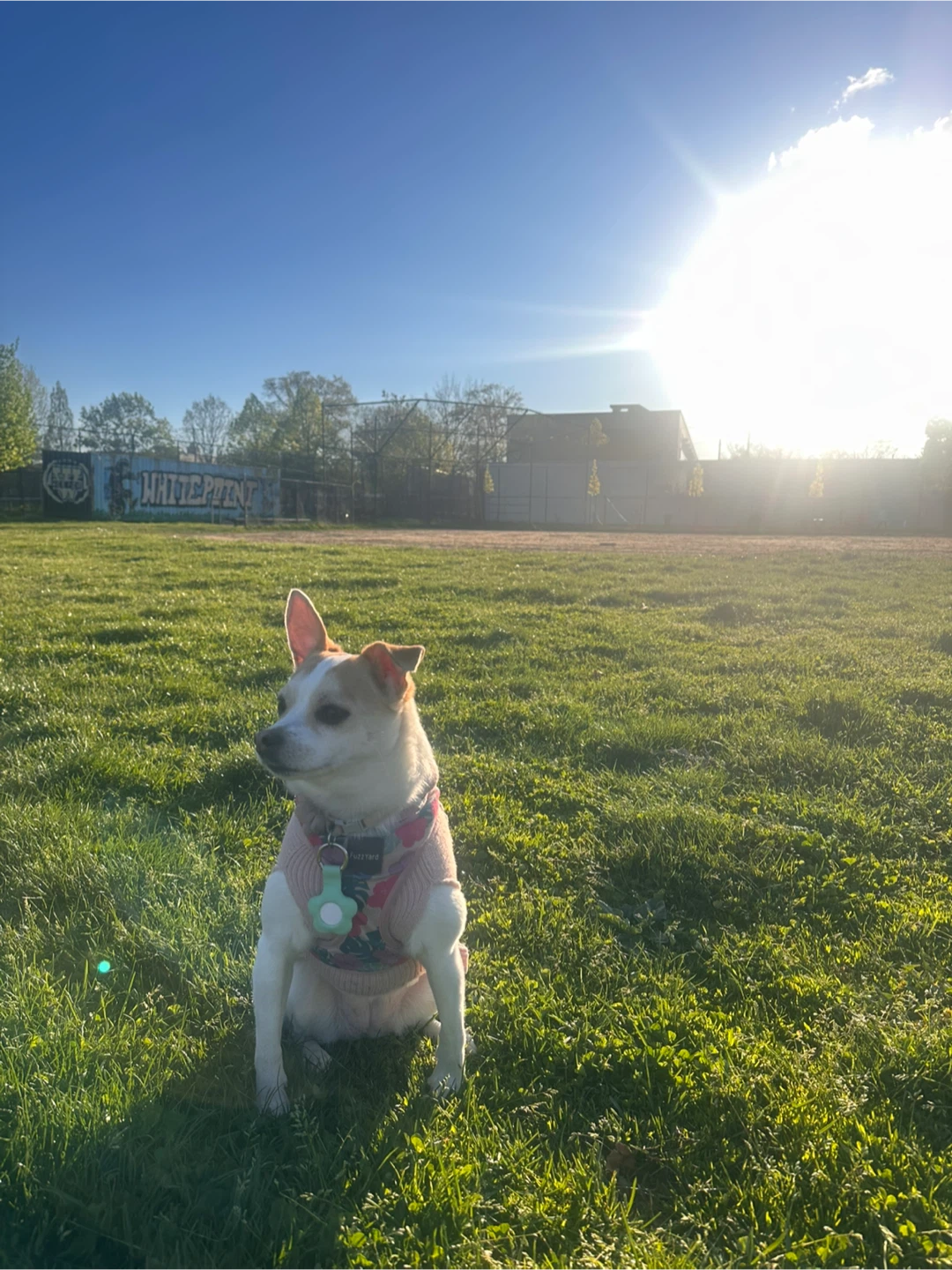Dog walk