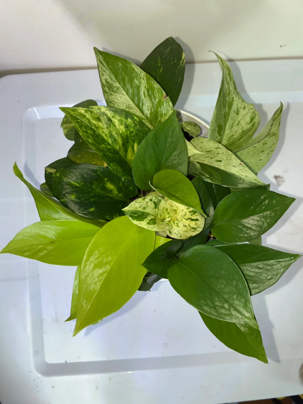 Pothos Variety Pot