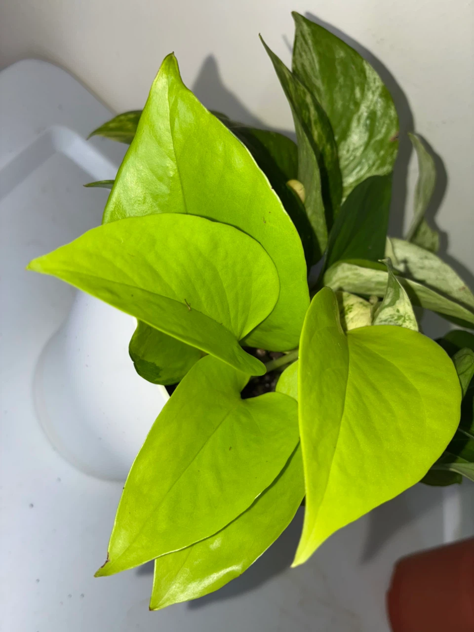 Pothos Variety Pot - photo 2