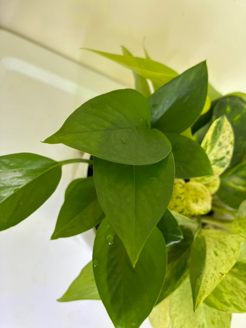 Pothos Variety Pot - photo 3
