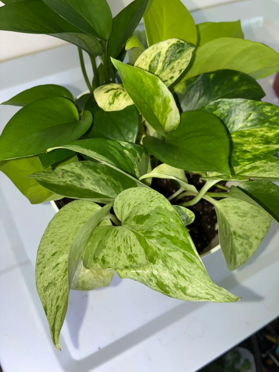 Pothos Variety Pot - photo 4