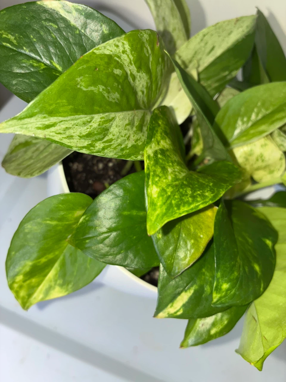 Pothos Variety Pot - photo 5