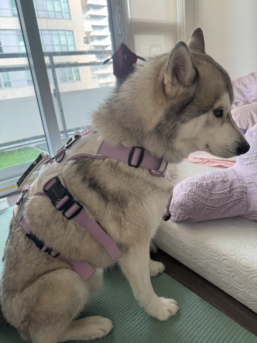 Interlaken Dog Harness L SIZE - photo 2