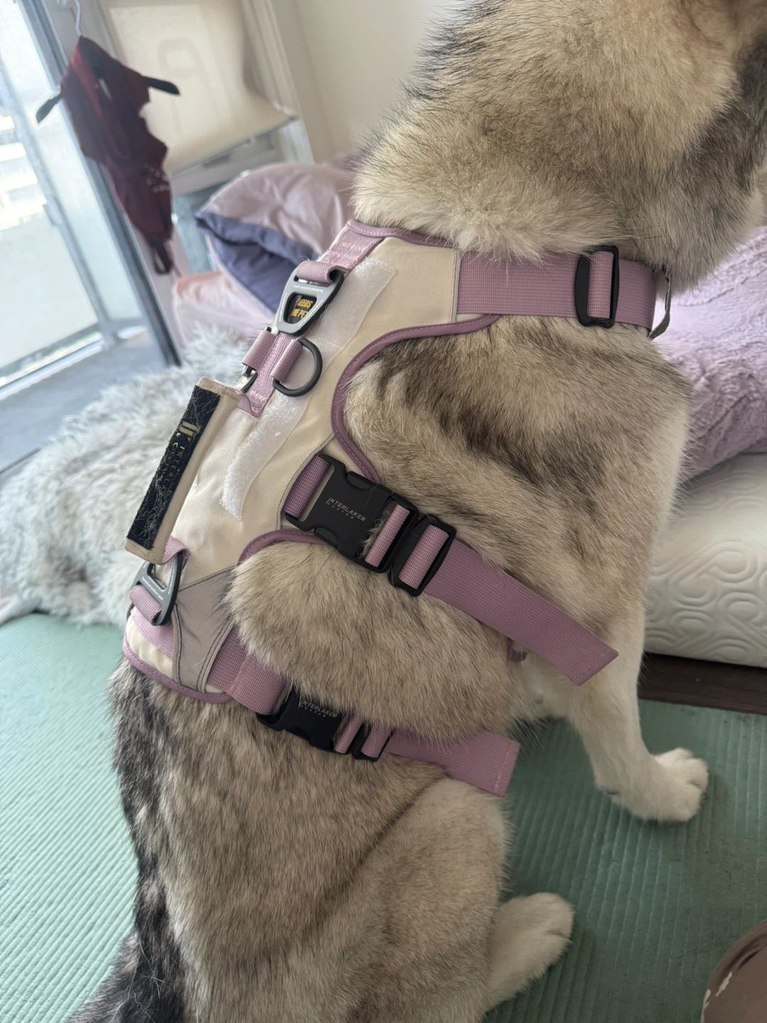 Interlaken Dog Harness L SIZE - photo 3
