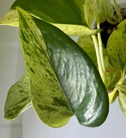 Snow Queen Pothos Plant $5 - photo 4