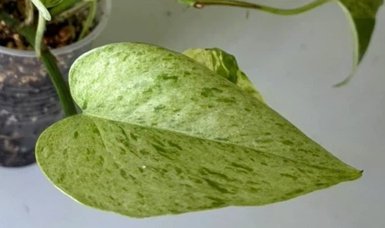 Snow Queen Pothos Plant $5 - photo 5