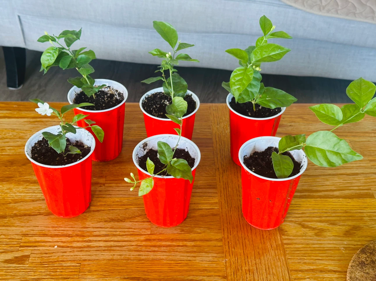 Jasmine plants in red cups