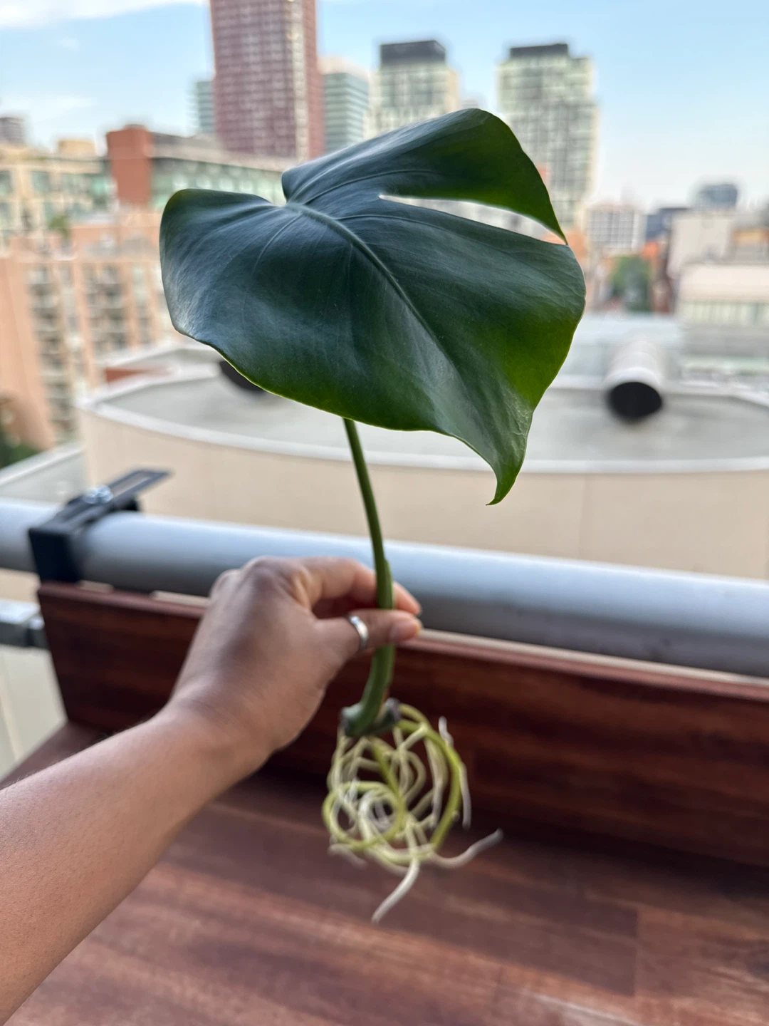 Monstera Deliciosa Cutting with Healthy Roots