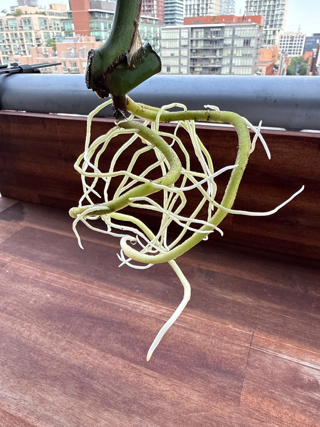 Monstera Deliciosa Cutting with Healthy Roots - photo 2