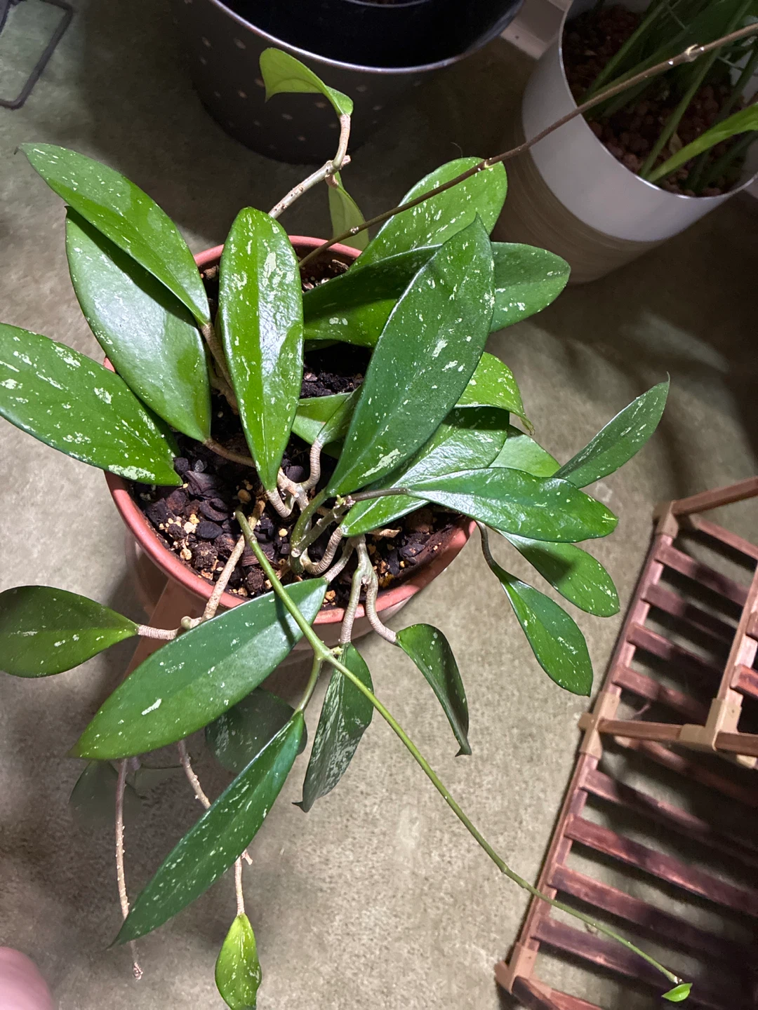 Hoya pubicalyx splash Plant
