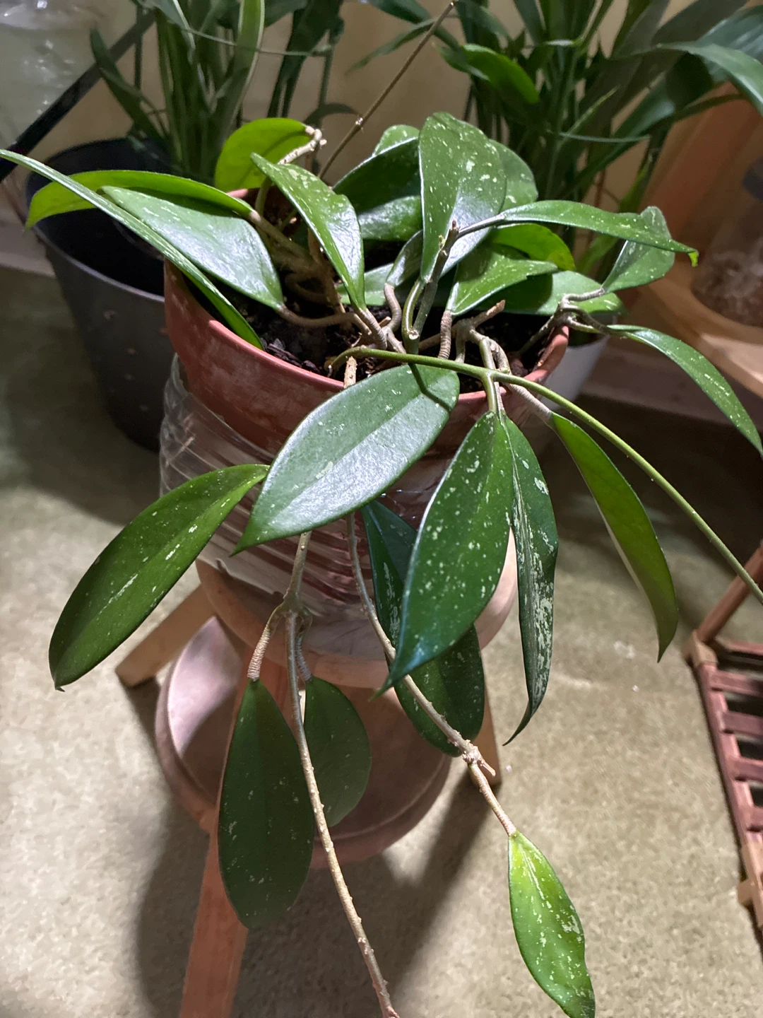 Hoya pubicalyx splash Plant - photo 2