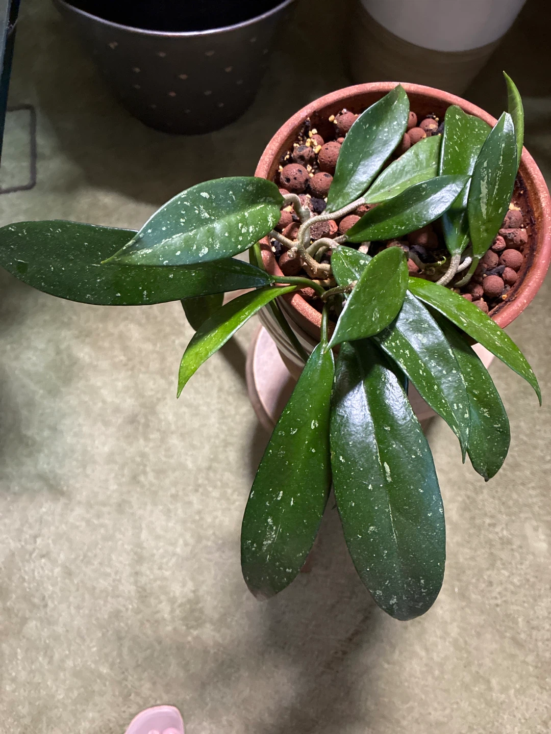 Hoya Pubicalyx Plant in Terracotta Pot