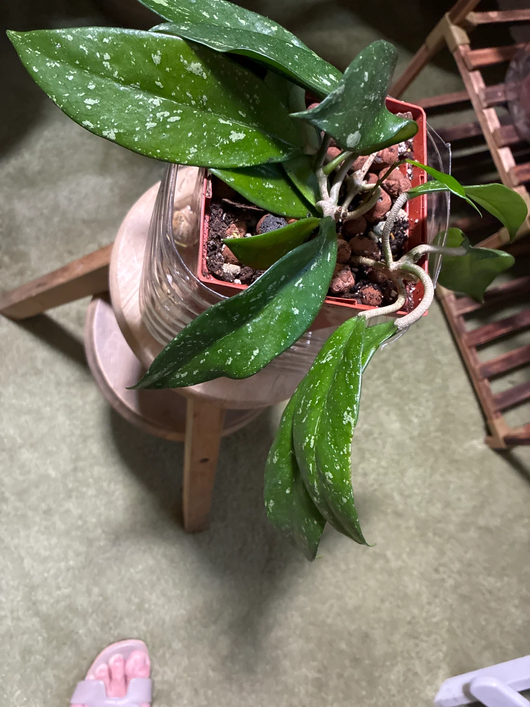 Hoya pubicalyx splash Plant