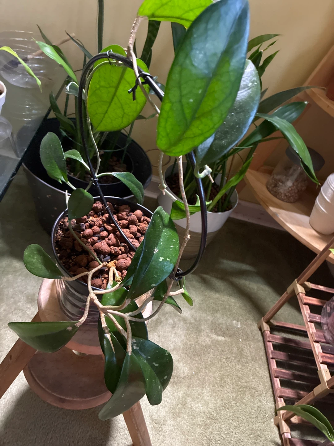 Hoya jeurney Plant with Climbing Support