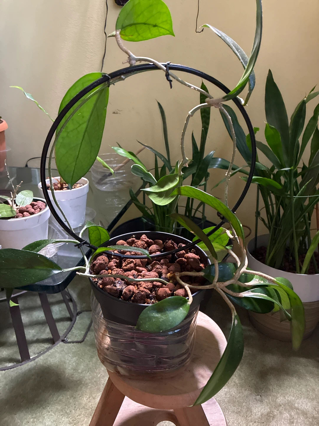 Hoya jeurney Plant with Climbing Support - photo 2