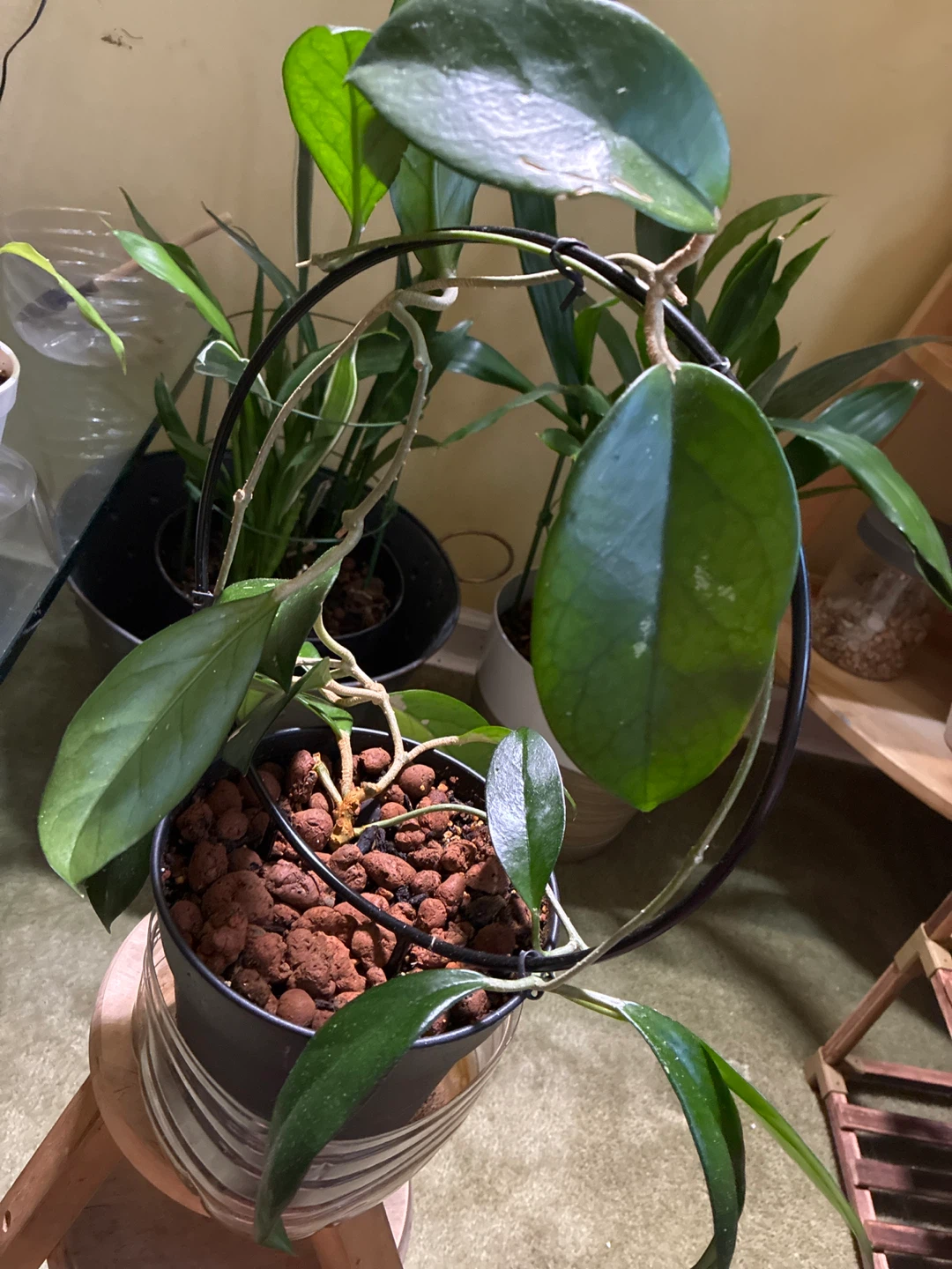 Hoya jeurney Plant with Climbing Support - photo 3