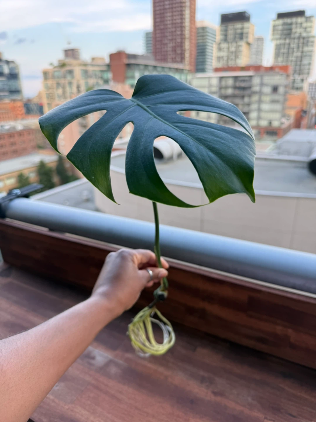 Monstera Deliciosa Plant Cutting with Roots