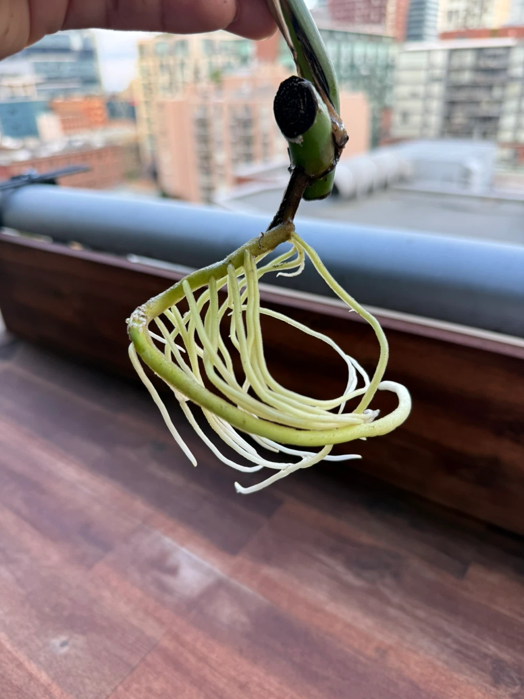 Monstera Deliciosa Plant Cutting with Roots - photo 2