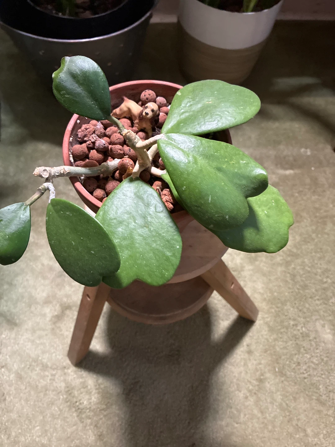 Hoya Kerrii Plant