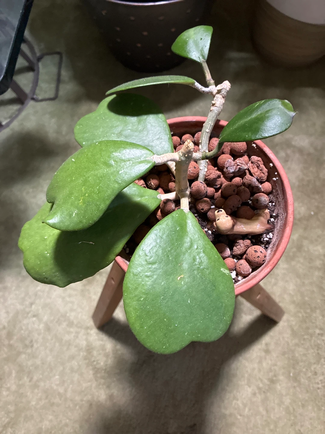 Hoya Kerrii Plant - photo 2