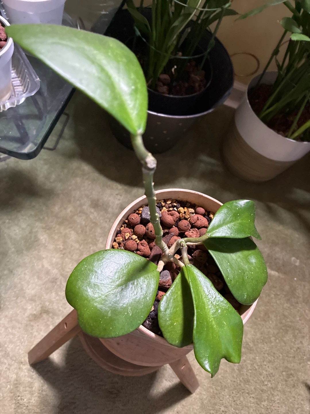 Hoya Kerrii Plant