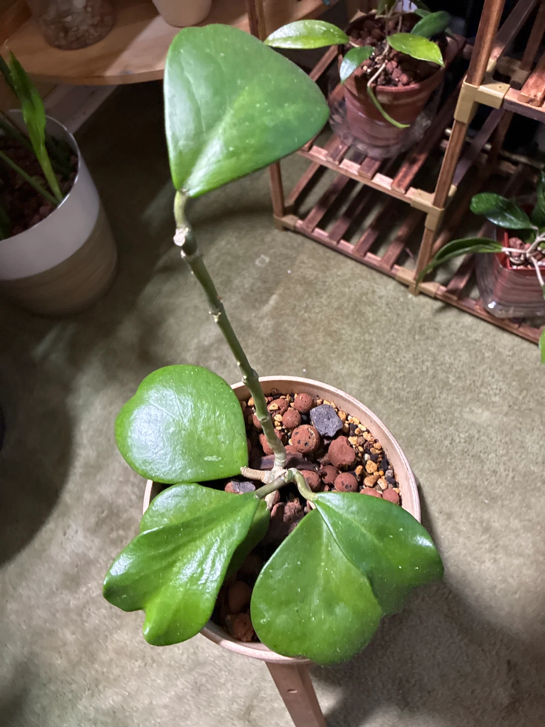 Hoya Kerrii Plant - photo 2