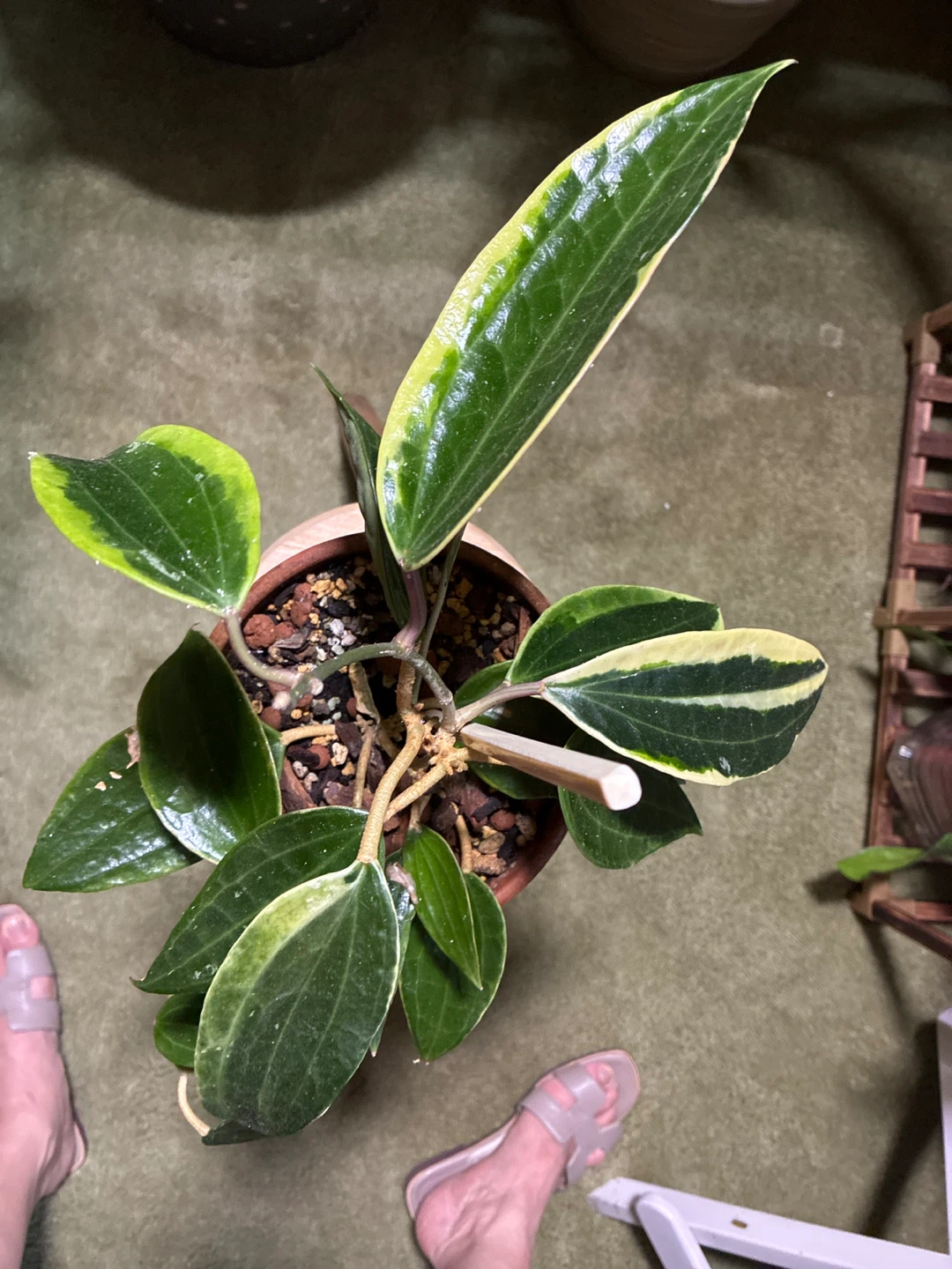 Hoya Latifolia variegated