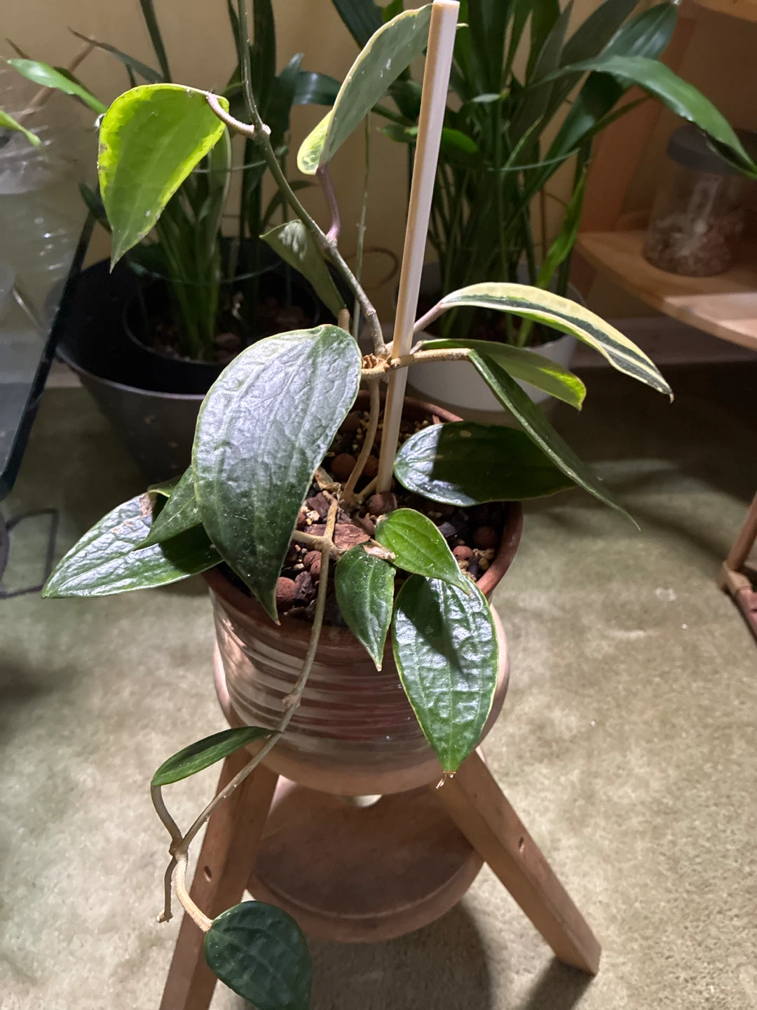 Hoya Latifolia variegated - photo 2