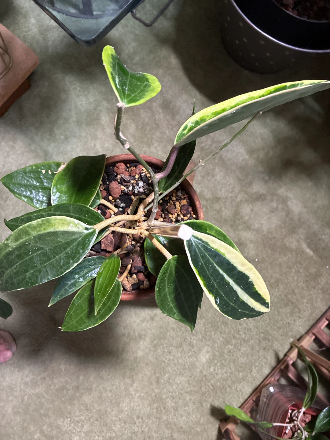 Hoya Latifolia variegated - photo 3